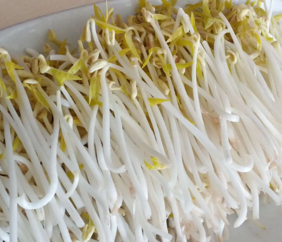 無(wú)公害豆芽機(jī)豆貴妃