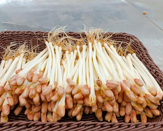 豆芽機能生產花生芽嗎